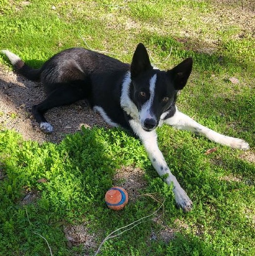 Sadie, Adoptable, Young Female Border Collie.