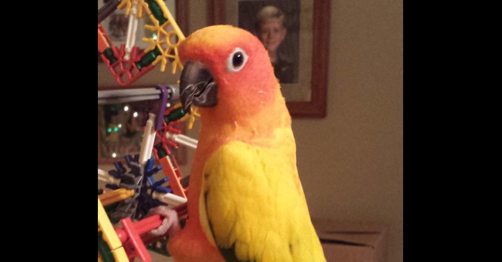 Cosmo, Adoptable, Adult Male Conure.
