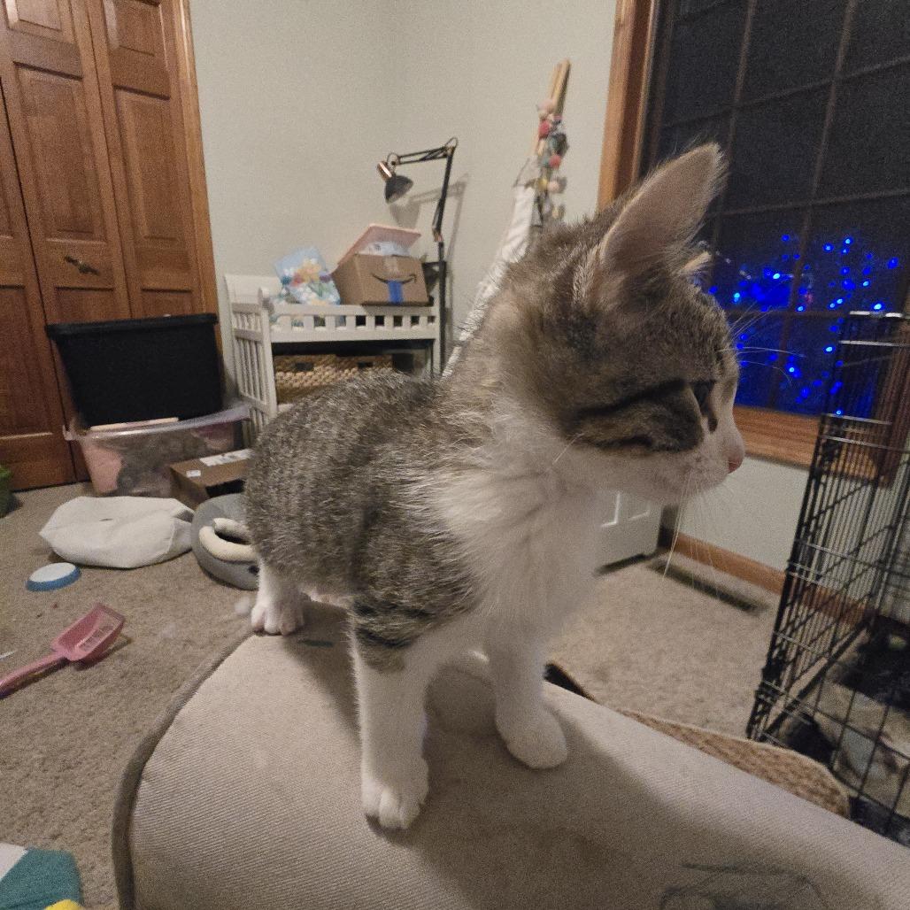 Jarvik, Adoptable, Kitten Male Domestic Short Hair.