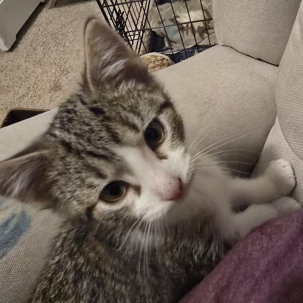 Enlarge Jarvik, a Adoptable Domestic Short Hair in Chaska, MN image 2/5