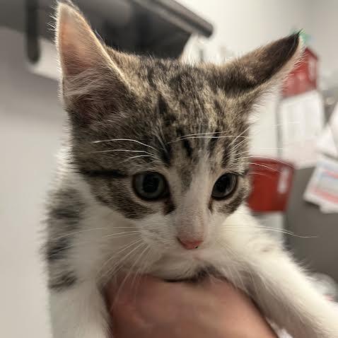 Enlarge Jarvik, a Adoptable Domestic Short Hair in Chaska, MN image 4/5