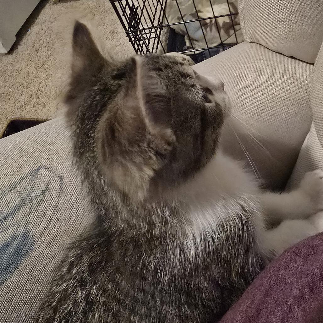 Enlarge Jarvik, a Adoptable Domestic Short Hair in Chaska, MN image 5/5