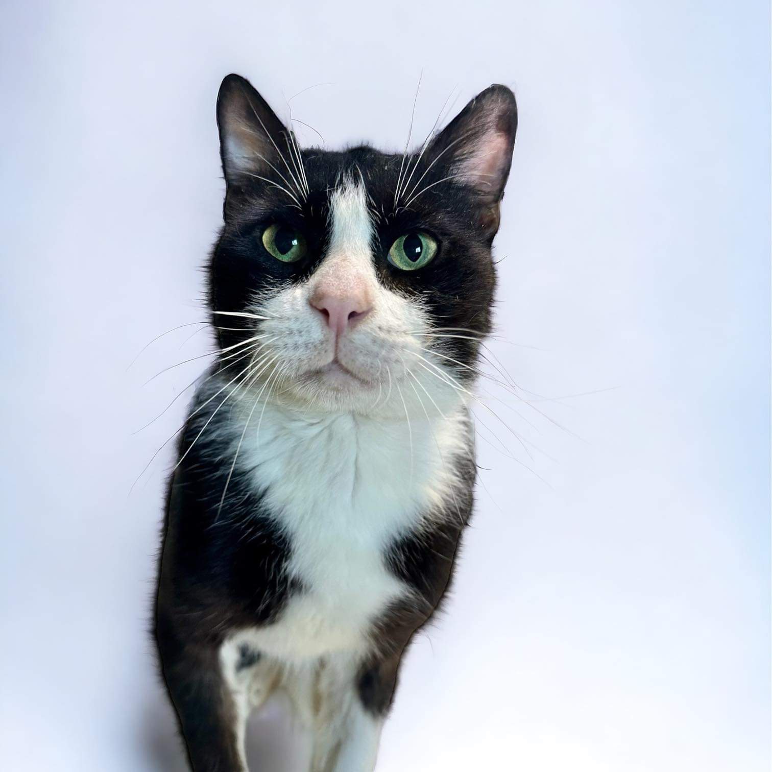 Tuxie 4