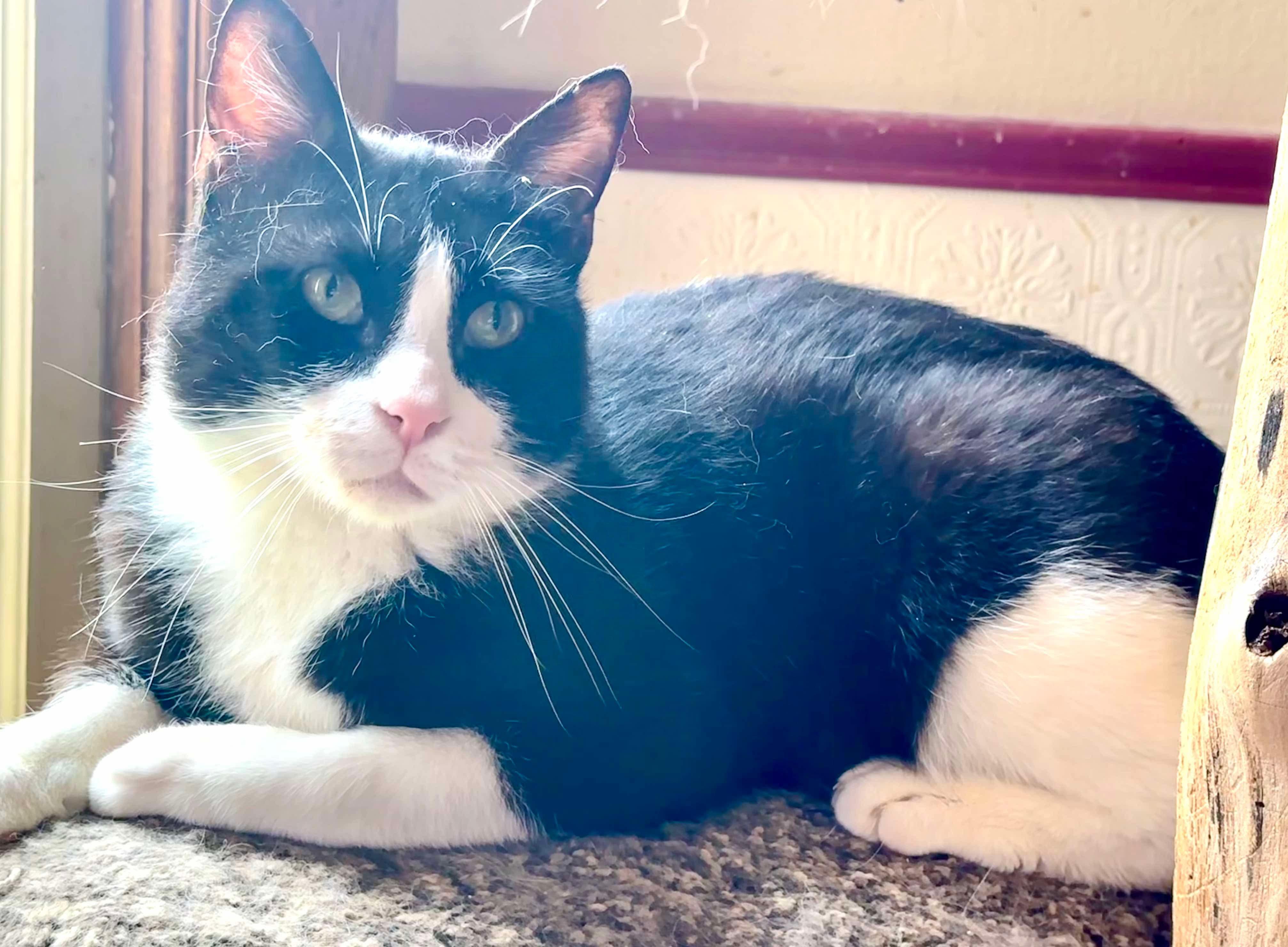 Tuxie 1