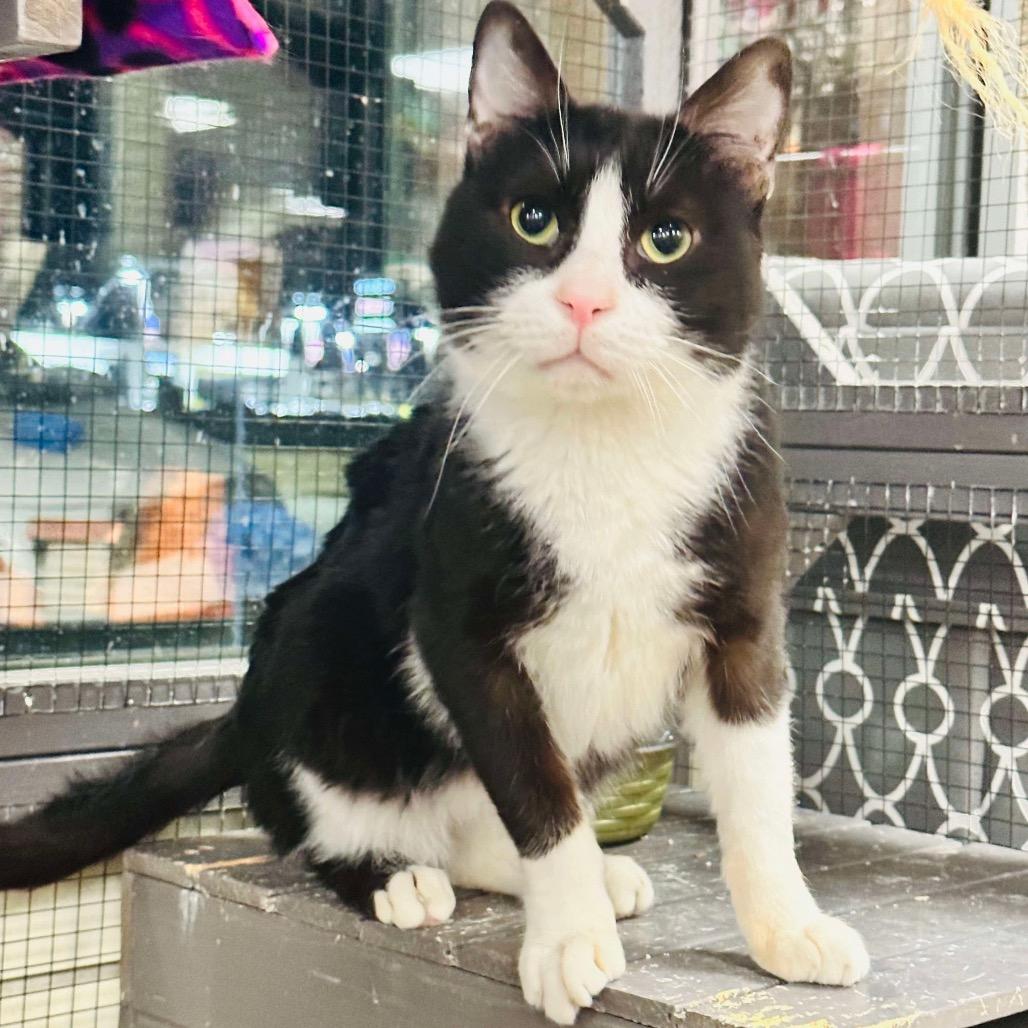 Tuxie 2