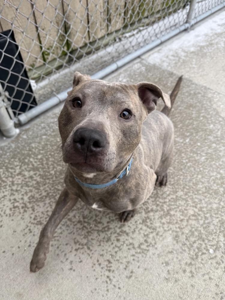 Enlarge Mooch, a ADOPTABLE mixed breed in Mansfield, OH image 2/2