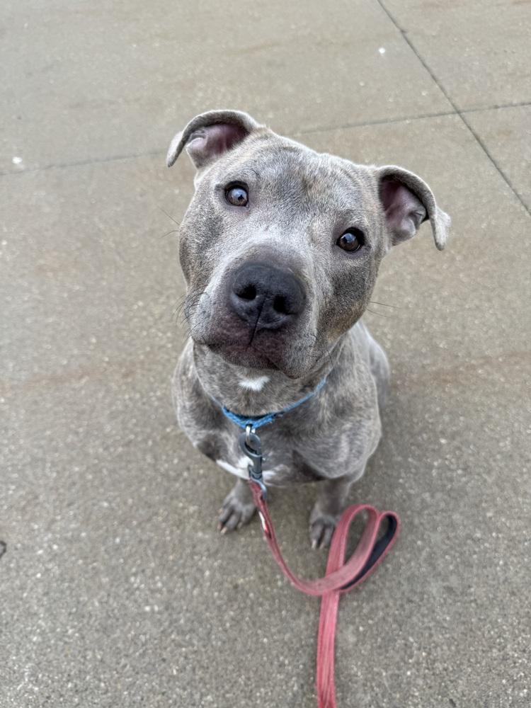 Mooch, ADOPTABLE, Adult Male Terrier.