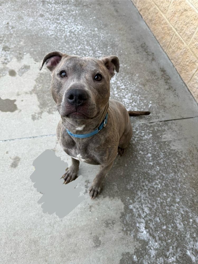 Mooch, ADOPTABLE, Adult Male Terrier.