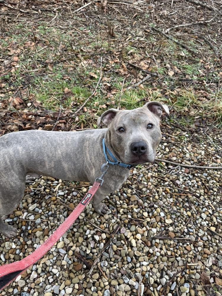 Mooch, a ADOPTABLE mixed breed in Mansfield, OH image 2/4