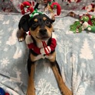 Sakura, adopted, Young Male Mixed Breed.