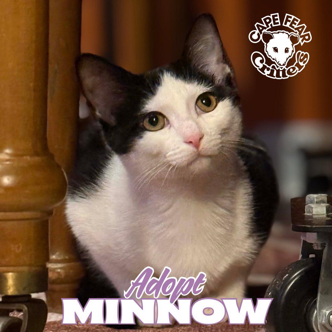 Enlarge Minnow, a ADOPTABLE Domestic Short Hair in Wilmington, NC image 1/1