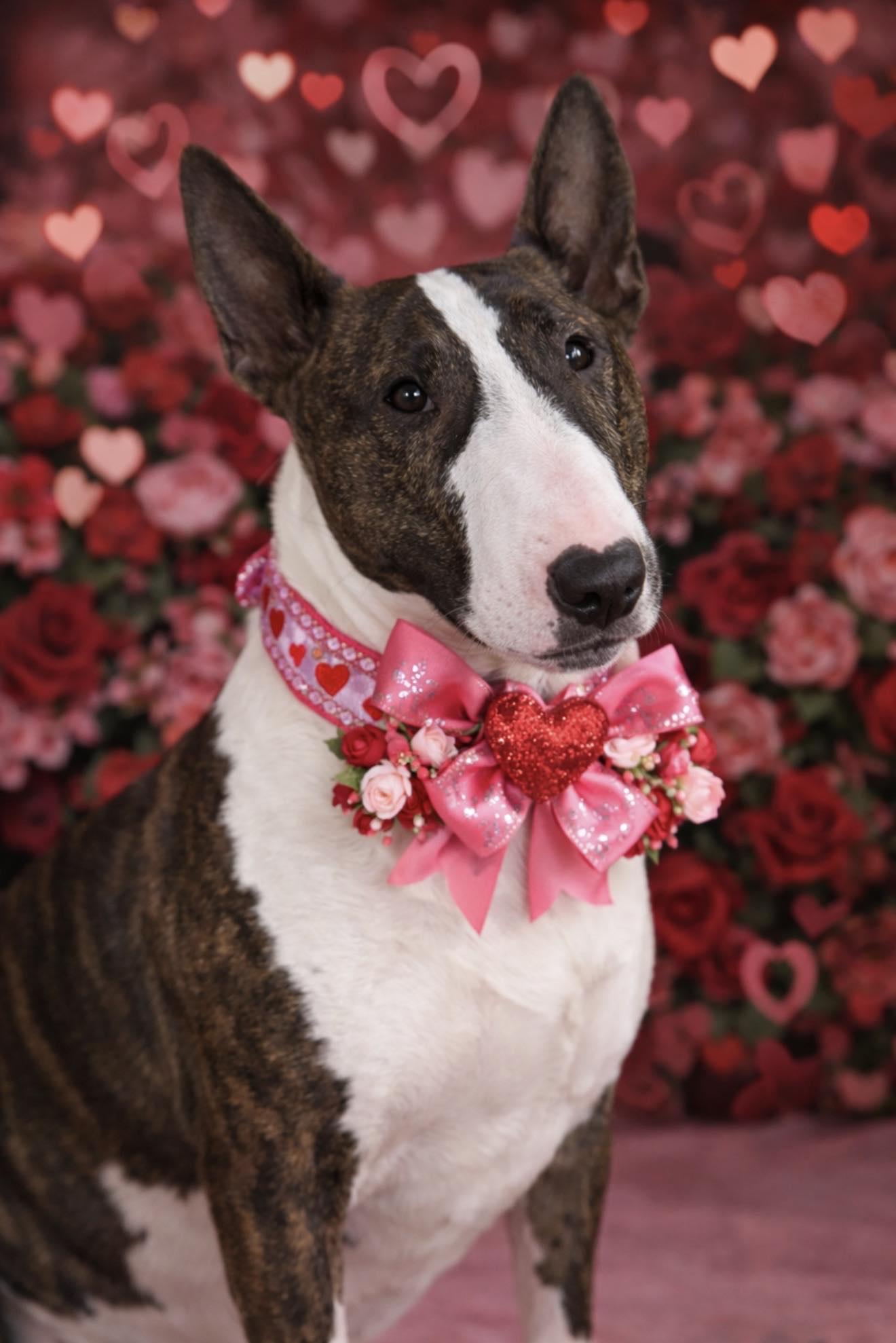 Enlarge 24-076 Shiloh Cocopuff, a Adoptable Bull Terrier in New York, NY image 3/6