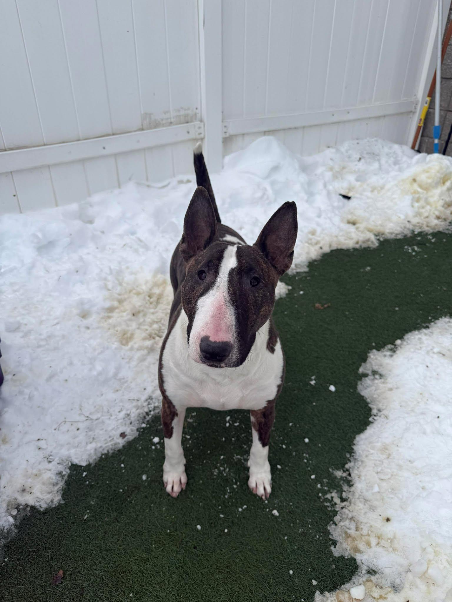 Enlarge 24-076 Shiloh Cocopuff, a Adoptable Bull Terrier in New York, NY image 6/6
