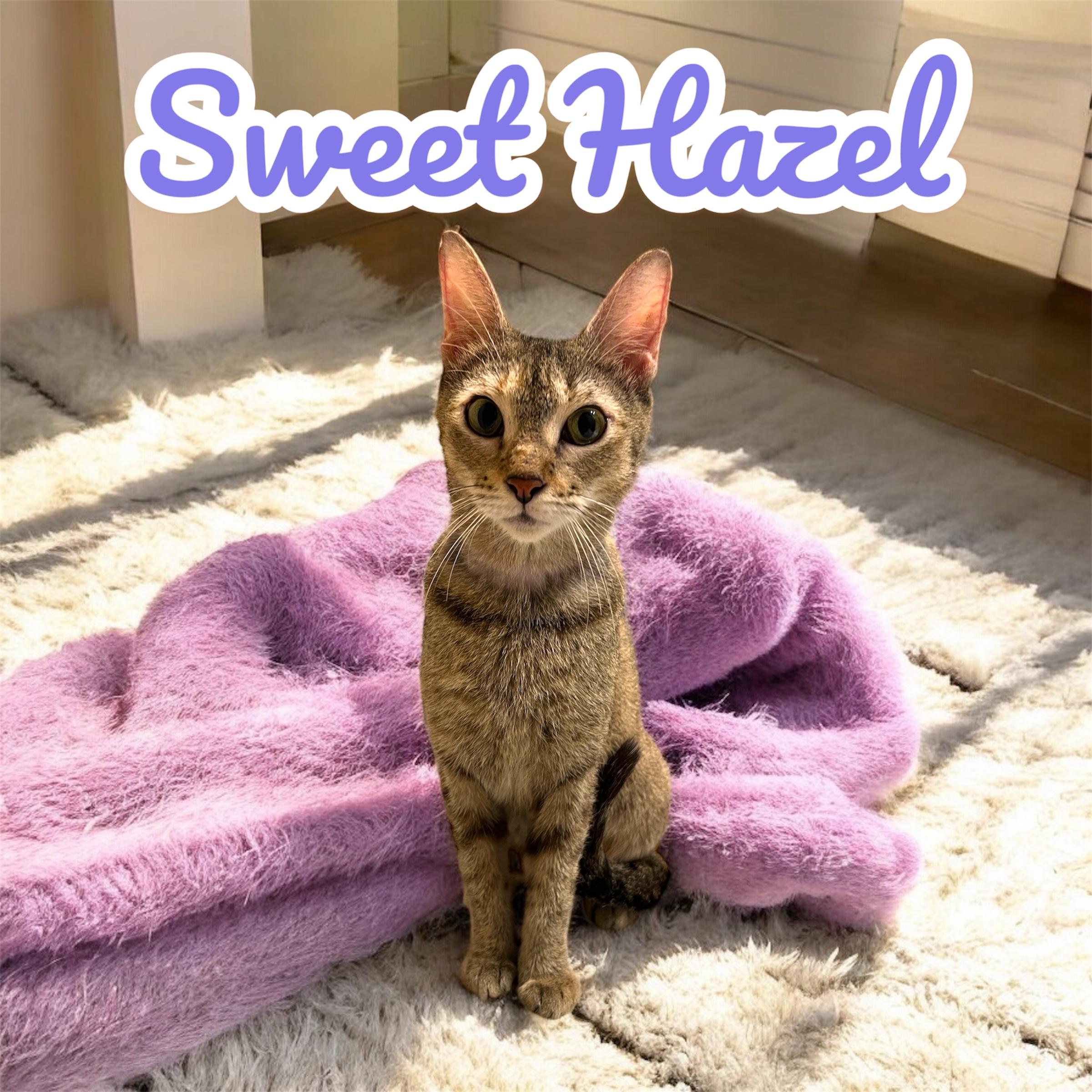 Enlarge Hazel – A Resilient Beauty Looking for Peace & Love, a Adoptable mixed breed in Boca Raton, FL image 1/3