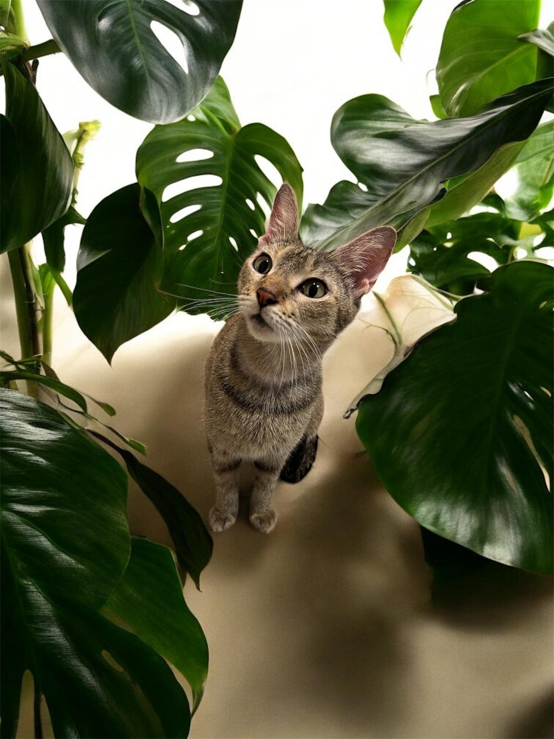 Hazel – A Resilient Beauty Looking for Peace & Love, Adoptable, Adult Female Domestic Short Hair & Abyssinian.