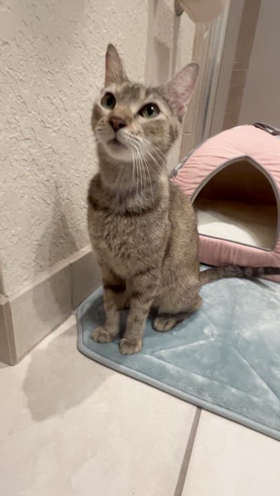 Enlarge Hazel – A Resilient Beauty Looking for Peace & Love, a Adoptable mixed breed in Boca Raton, FL video 3/3