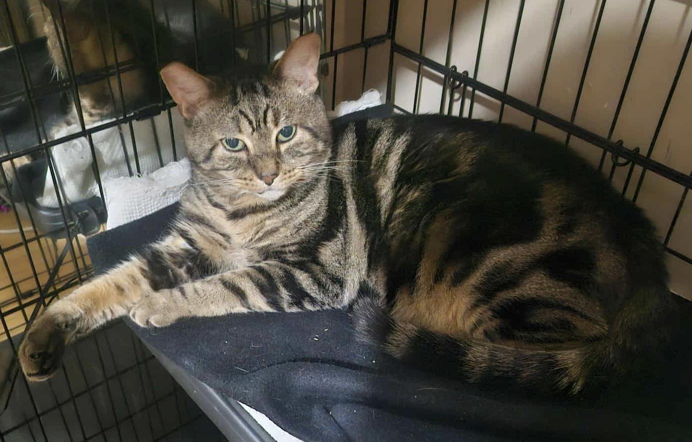 Enlarge Sparky, a Adoptable Domestic Short Hair in Keansburg, NJ image 3/6