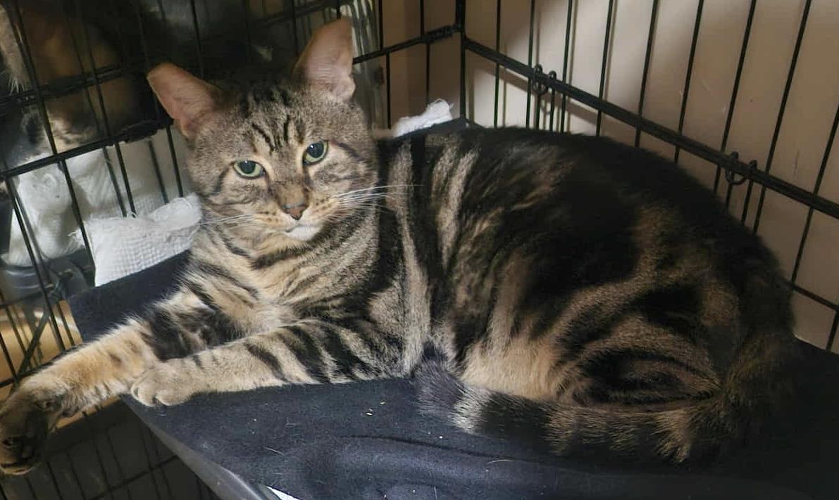 Enlarge Sparky, a Adoptable Domestic Short Hair in Keansburg, NJ image 5/6