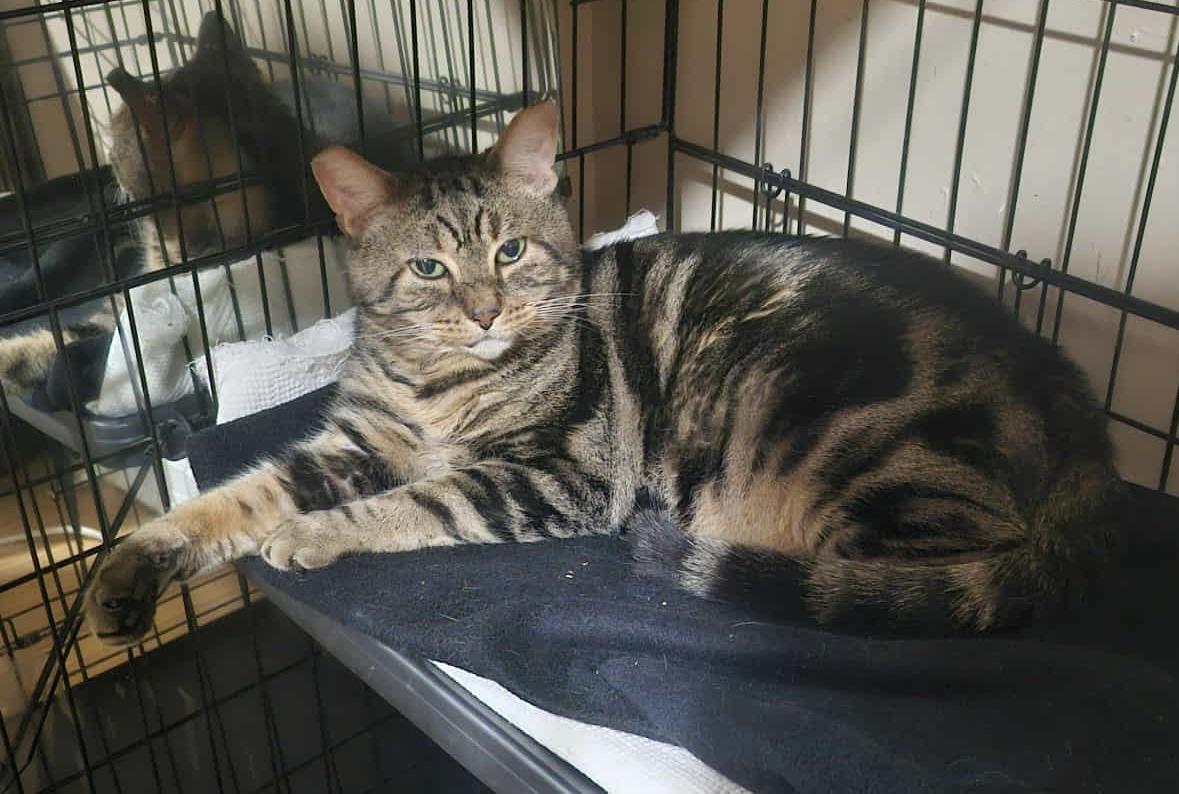 Enlarge Sparky, a Adoptable Domestic Short Hair in Keansburg, NJ image 1/6