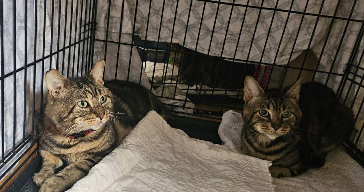 Enlarge Sparky, a Adoptable Domestic Short Hair in Keansburg, NJ image 6/6