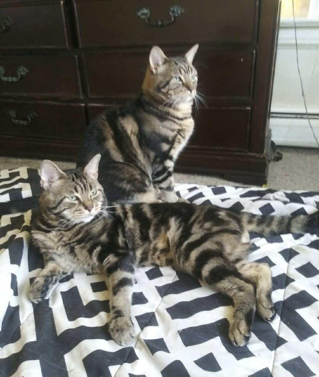 Enlarge Sparky, a Adoptable Domestic Short Hair in Keansburg, NJ image 4/6