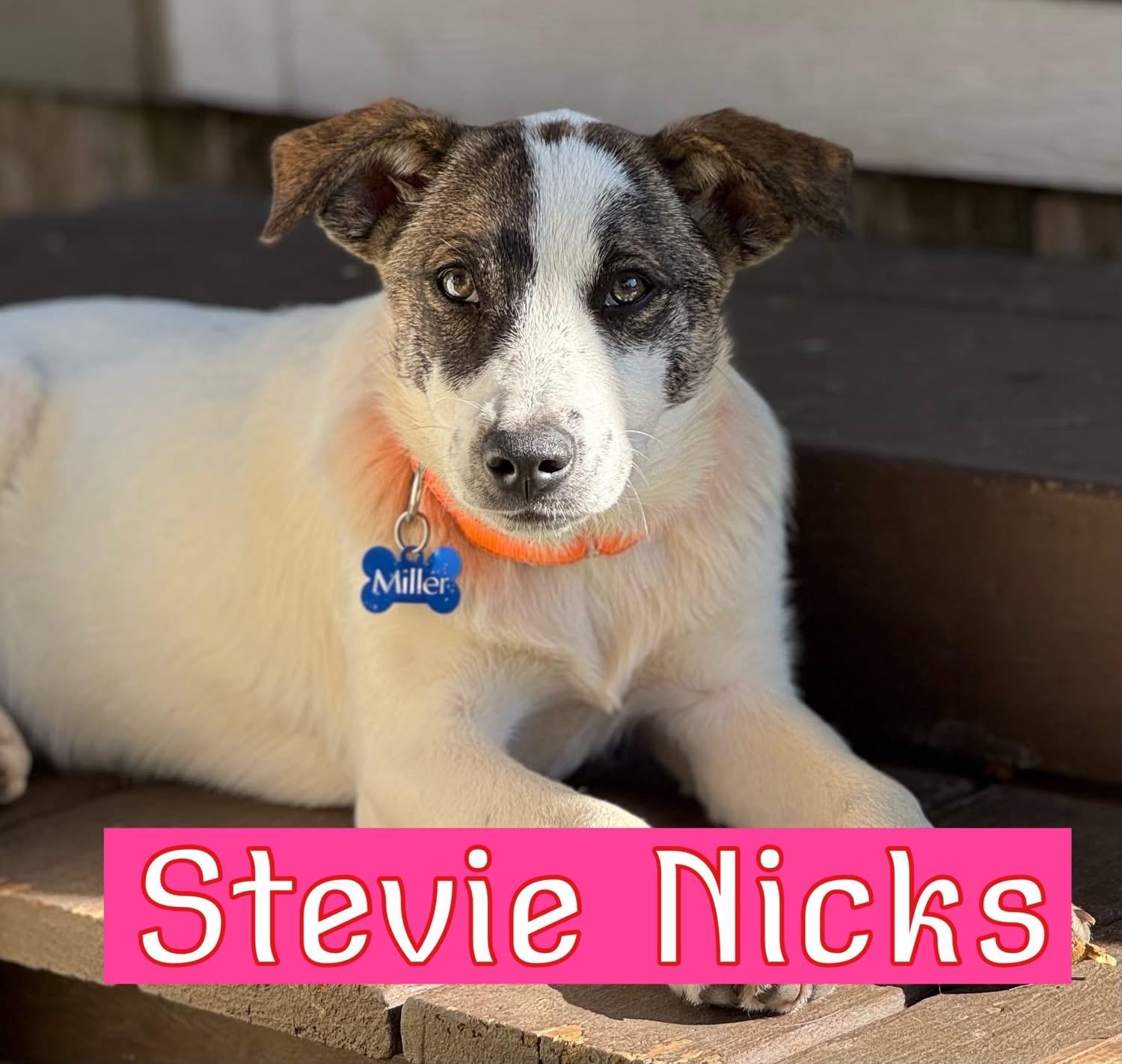 Stevie Nicks, ADOPTABLE, Young Female Labrador Retriever & Australian Cattle Dog / Blue Heeler.