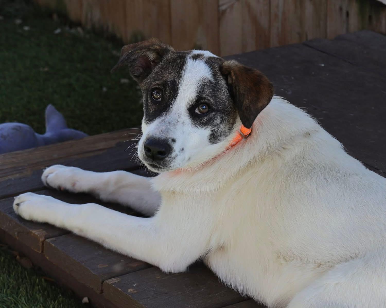 Enlarge Stevie Nicks, a ADOPTABLE mixed breed in Southlake, TX image 2/5