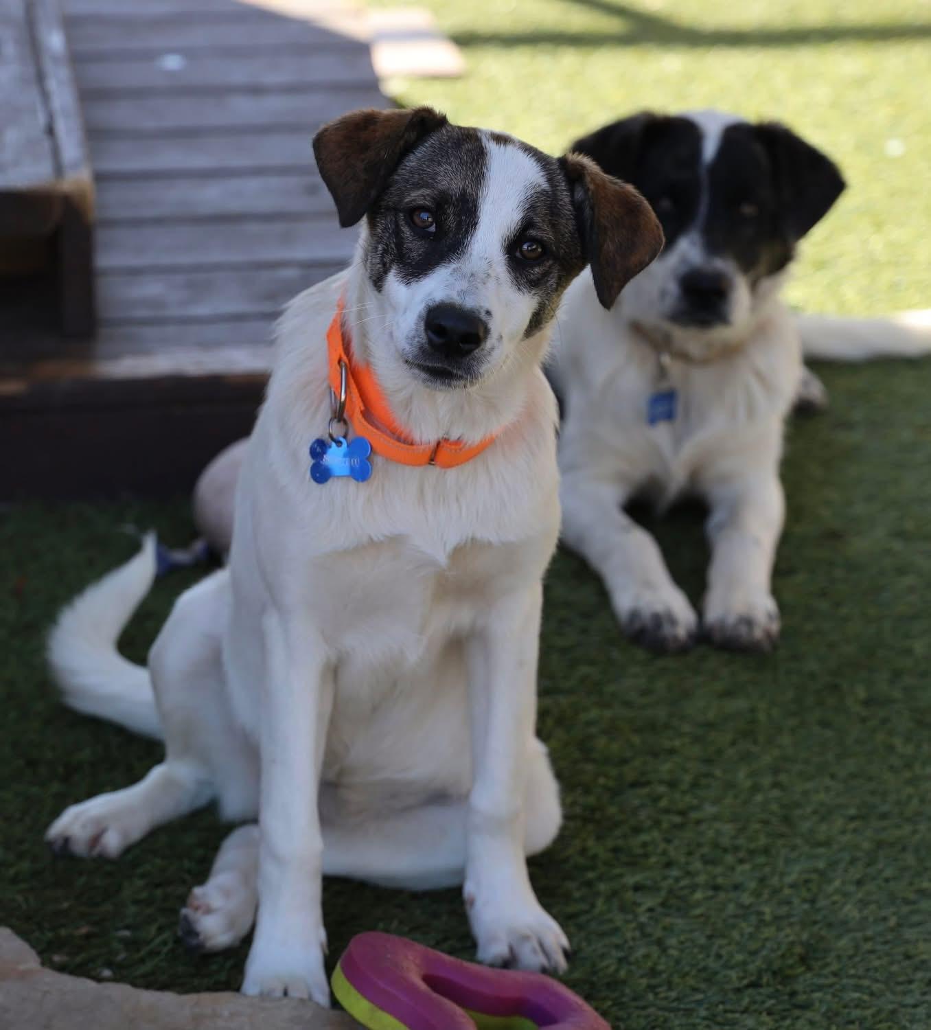 Enlarge Stevie Nicks, a ADOPTABLE mixed breed in Southlake, TX image 3/5