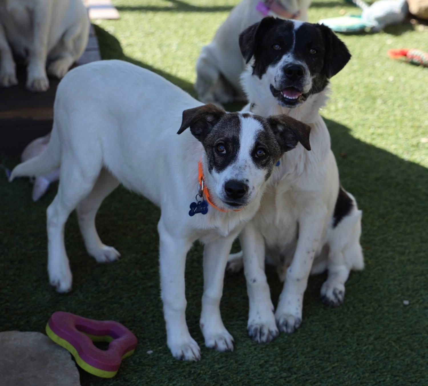 Enlarge Stevie Nicks, a ADOPTABLE mixed breed in Southlake, TX image 4/5