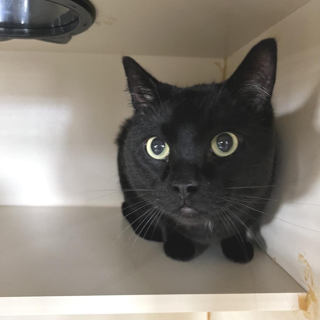 Enlarge Anubis, a Adoptable Domestic Short Hair in Idaho Falls, ID image 1/2