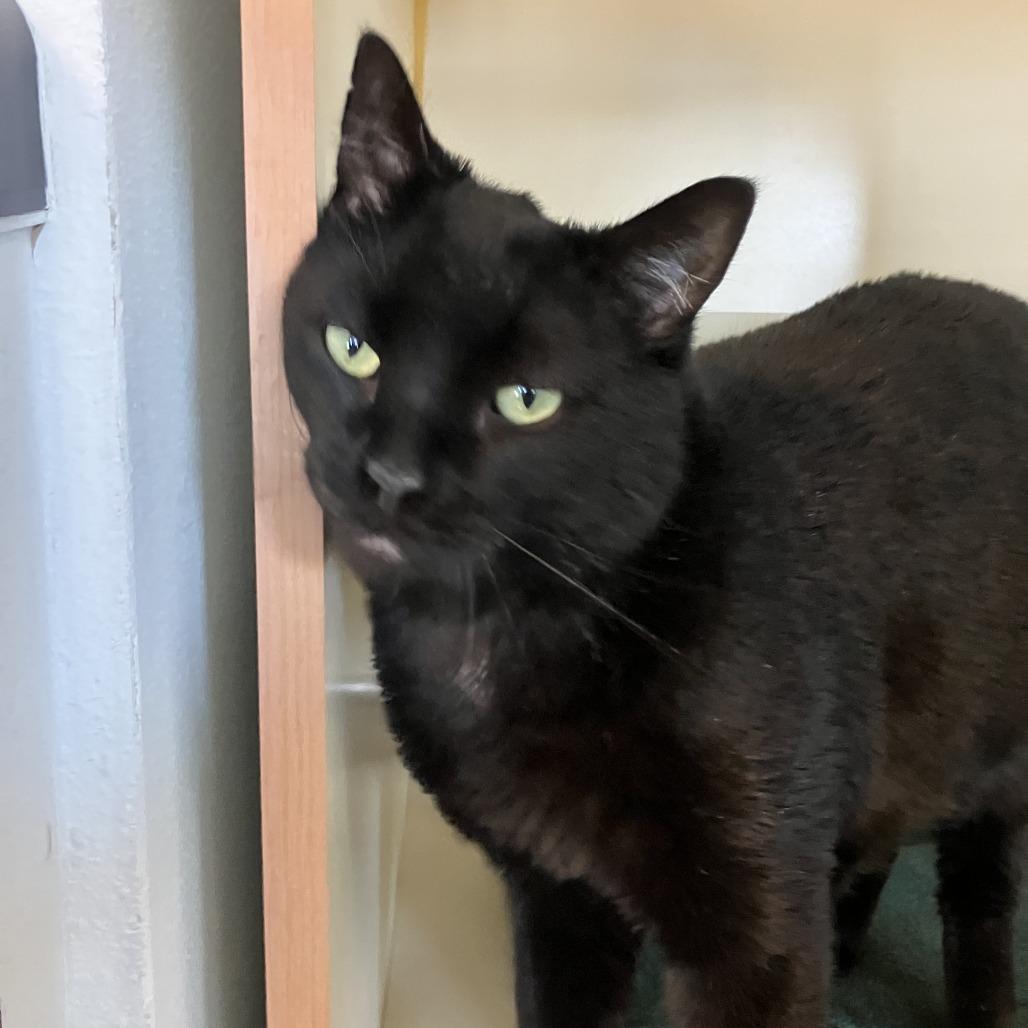 Enlarge Anubis, a Adoptable Domestic Short Hair in Idaho Falls, ID image 2/2