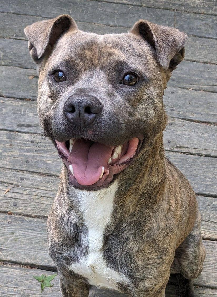 Enlarge Frannie, a Adoptable Pit Bull Terrier in Cary, NC image 1/3