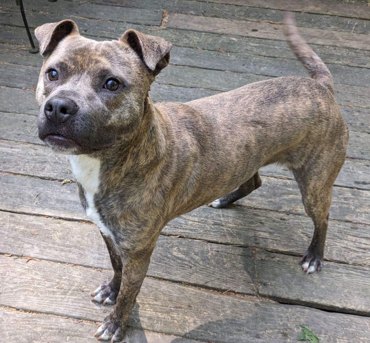 Enlarge Frannie, a Adoptable Pit Bull Terrier in Cary, NC image 2/3