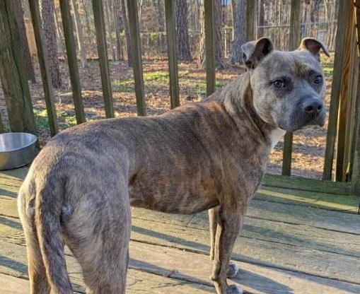 Frannie, a Adoptable Pit Bull Terrier in Cary, NC image 3/3