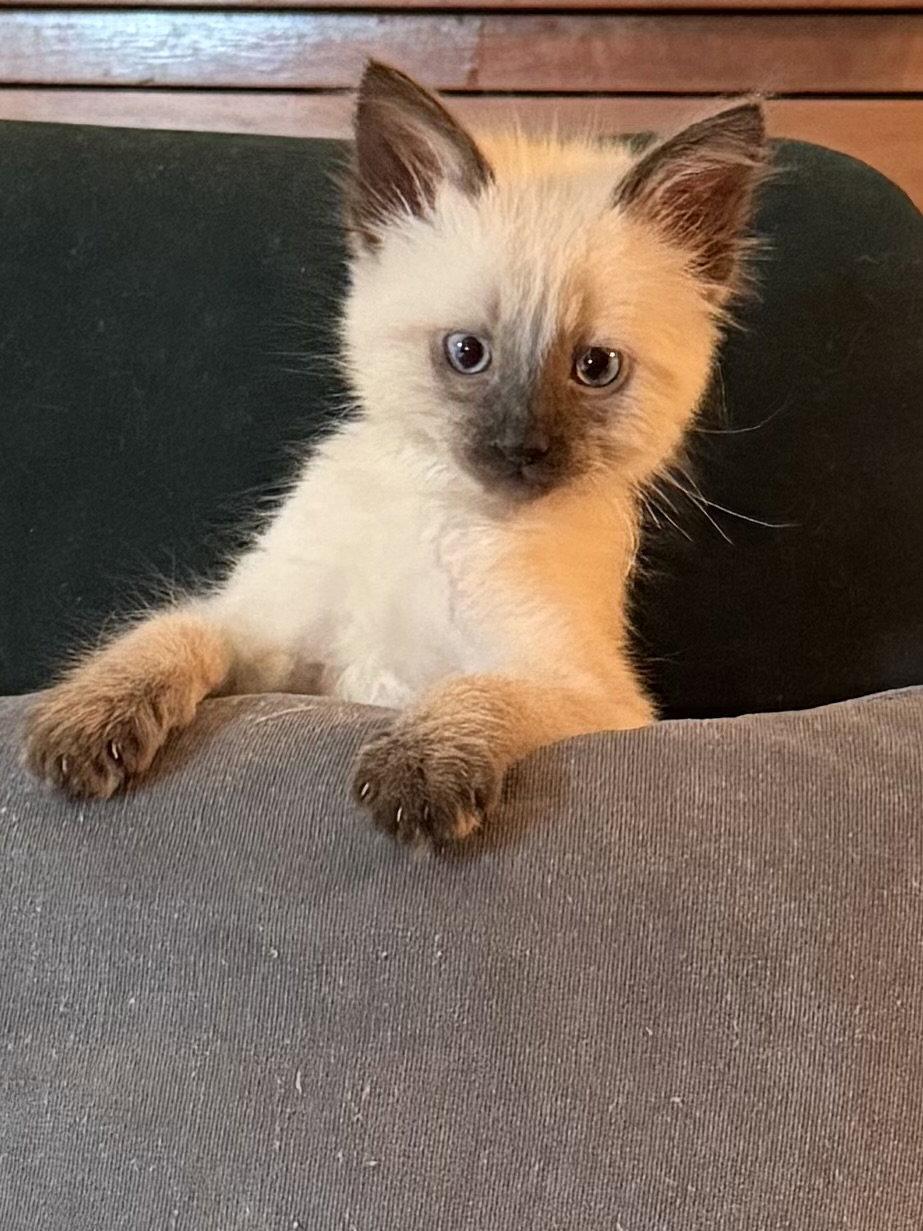 Ben and Jerry, Adoptable, Kitten Male Siamese & Ragdoll.
