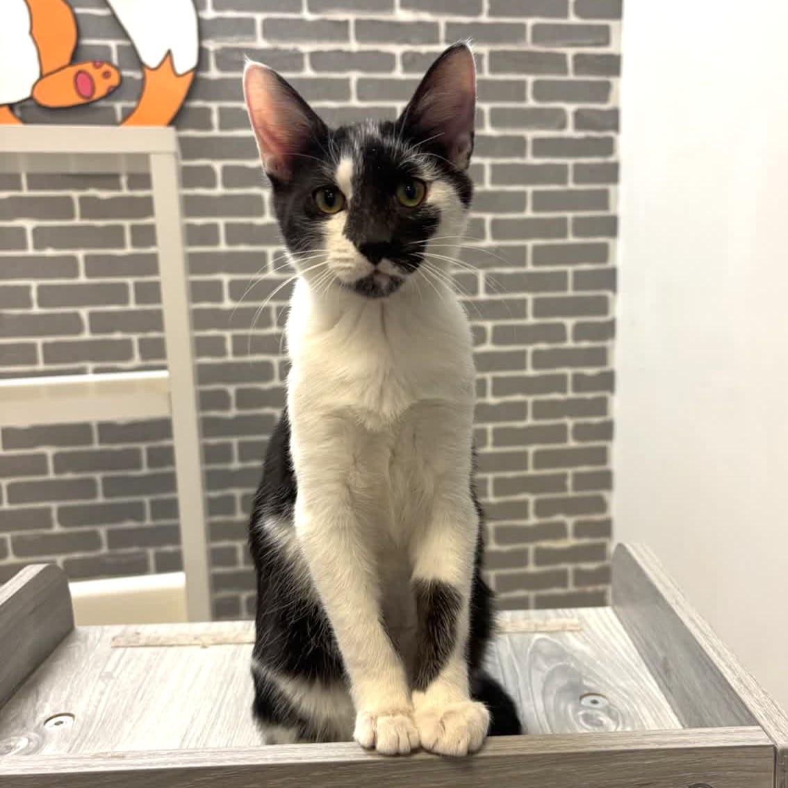 Enlarge Pops @ Fat Cat Cafe, a Adoptable Domestic Short Hair in Tallahassee, FL image 2/2