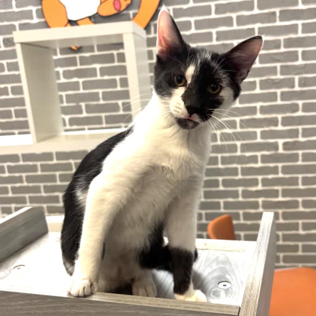 Pops @ Fat Cat Cafe, Adoptable, Kitten Male Domestic Short Hair.