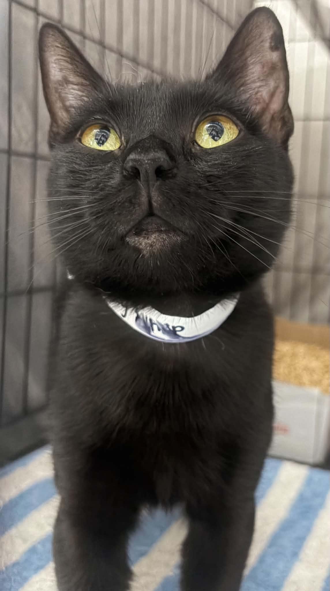 Sky, Adoptable, Young Female Domestic Short Hair.
