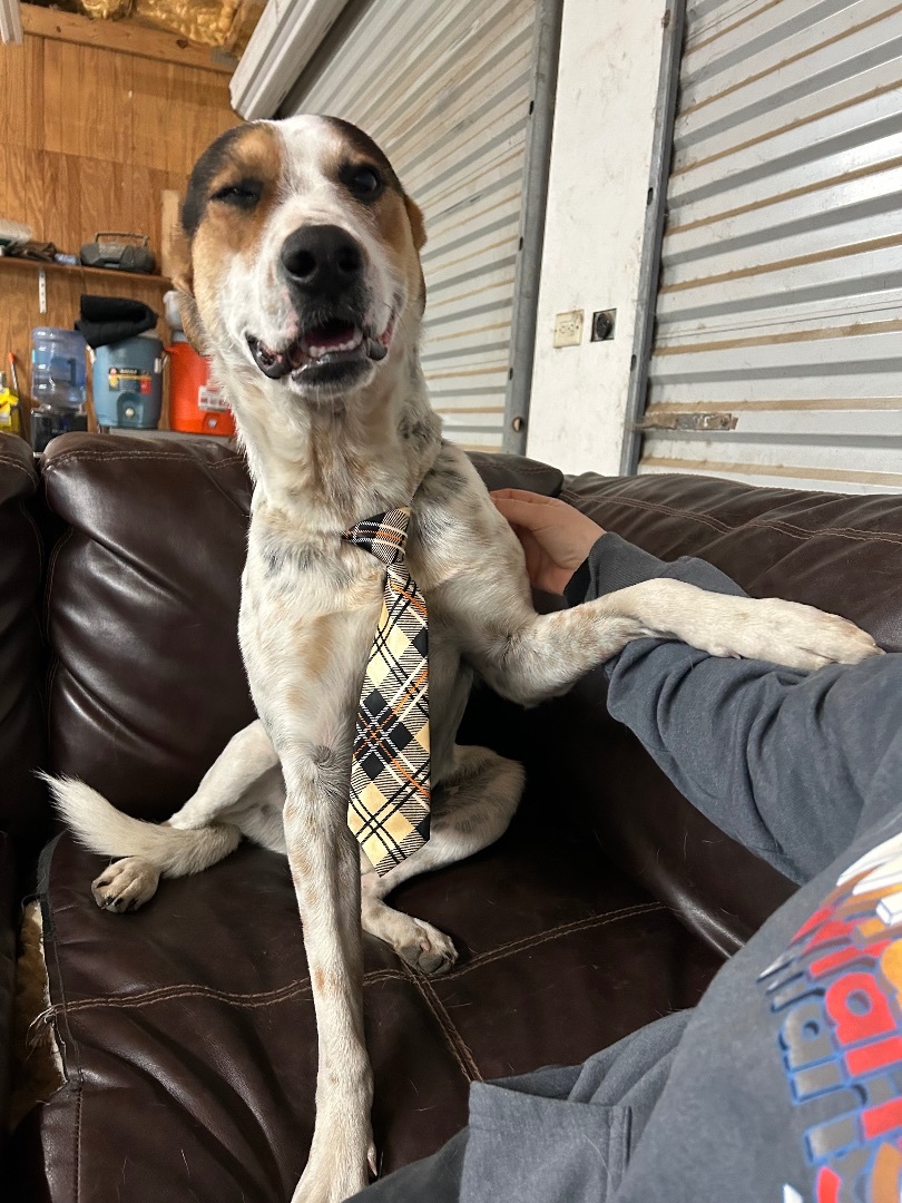 Pinto, Adoptable, Young Male Boxer.