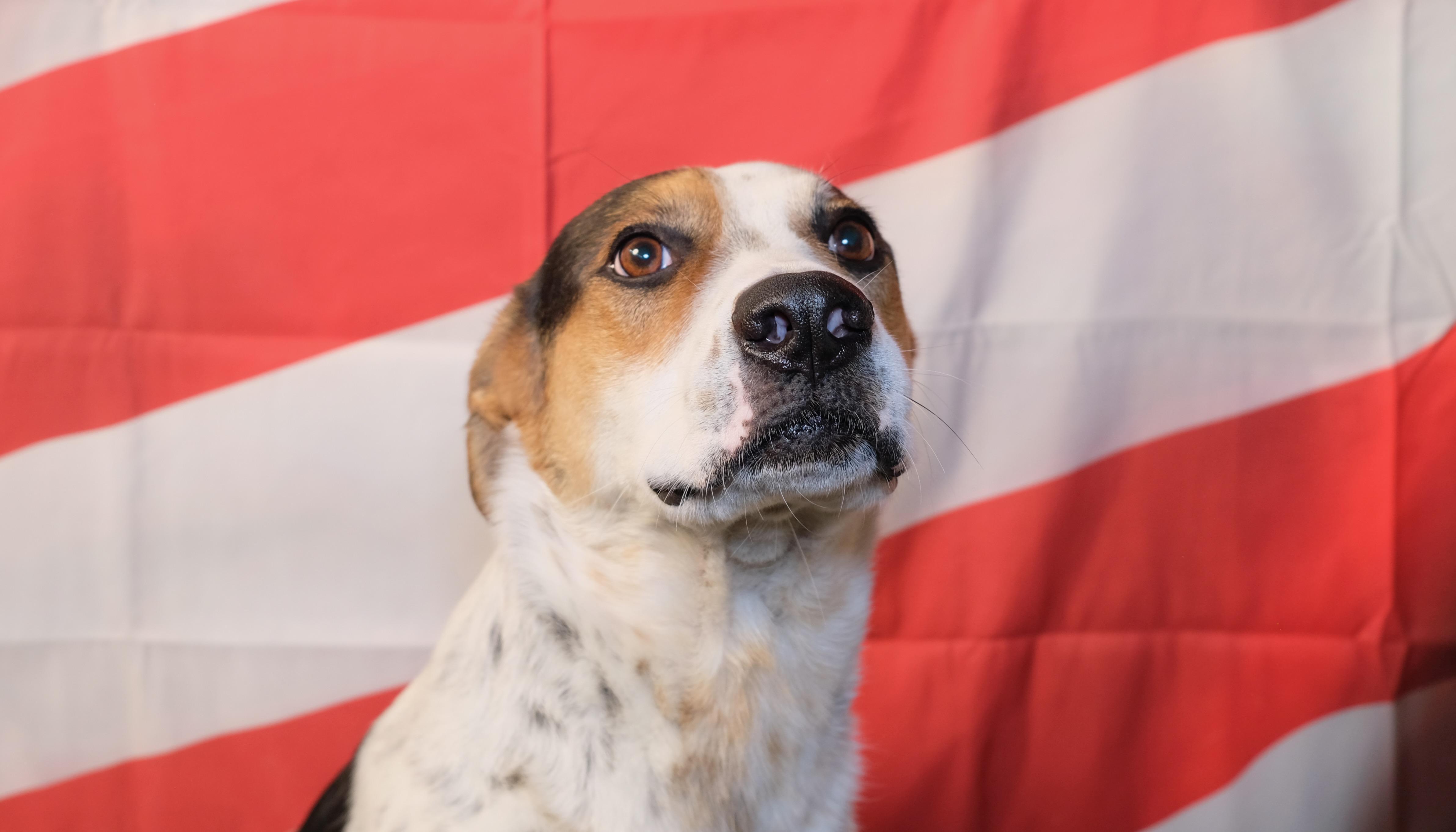 Pinto, a Adoptable Boxer in New Caney, TX image 2/4