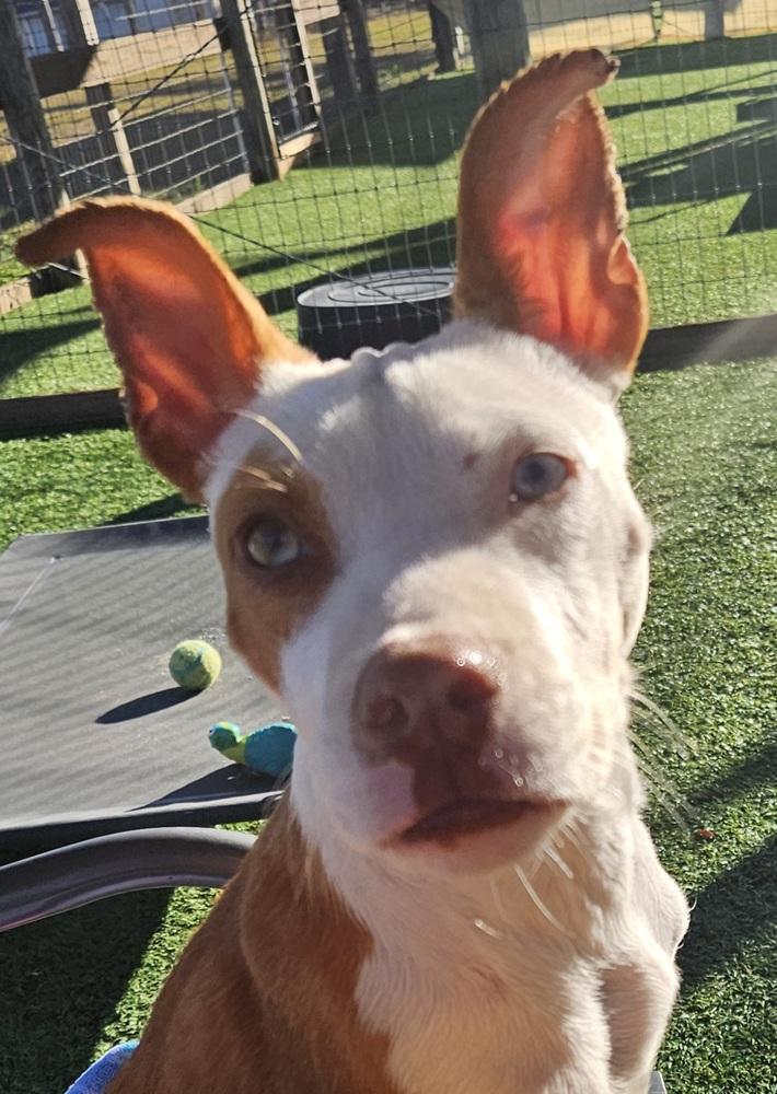 Enlarge Nani, a Adoptable mixed breed in Winter Garden, FL image 1/5