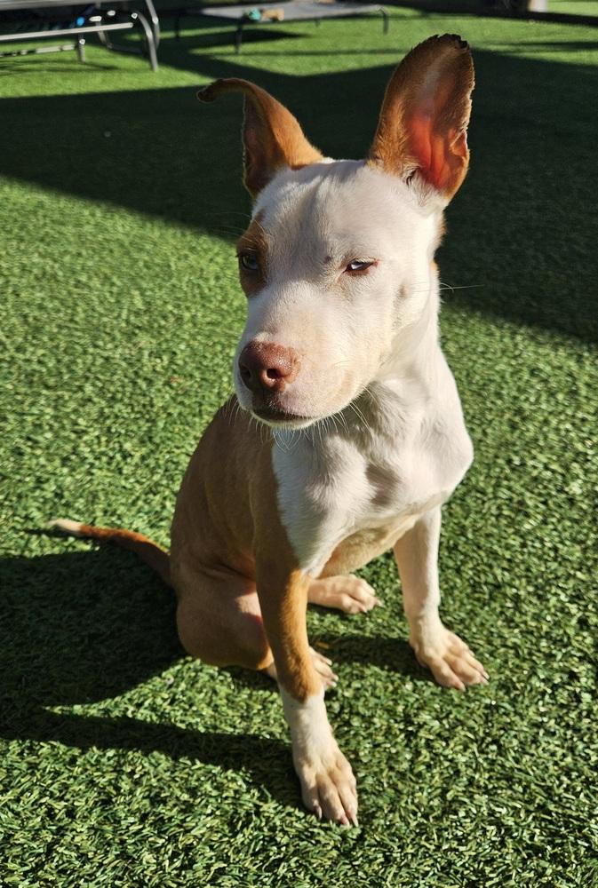 Enlarge Nani, a Adoptable mixed breed in Winter Garden, FL image 2/5