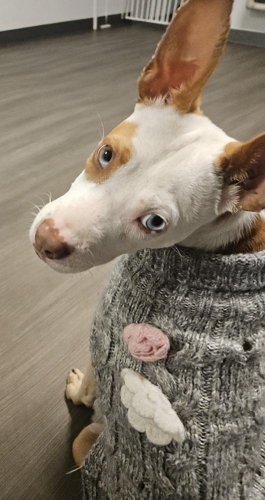 Enlarge Nani, a Adoptable mixed breed in Winter Garden, FL image 3/5