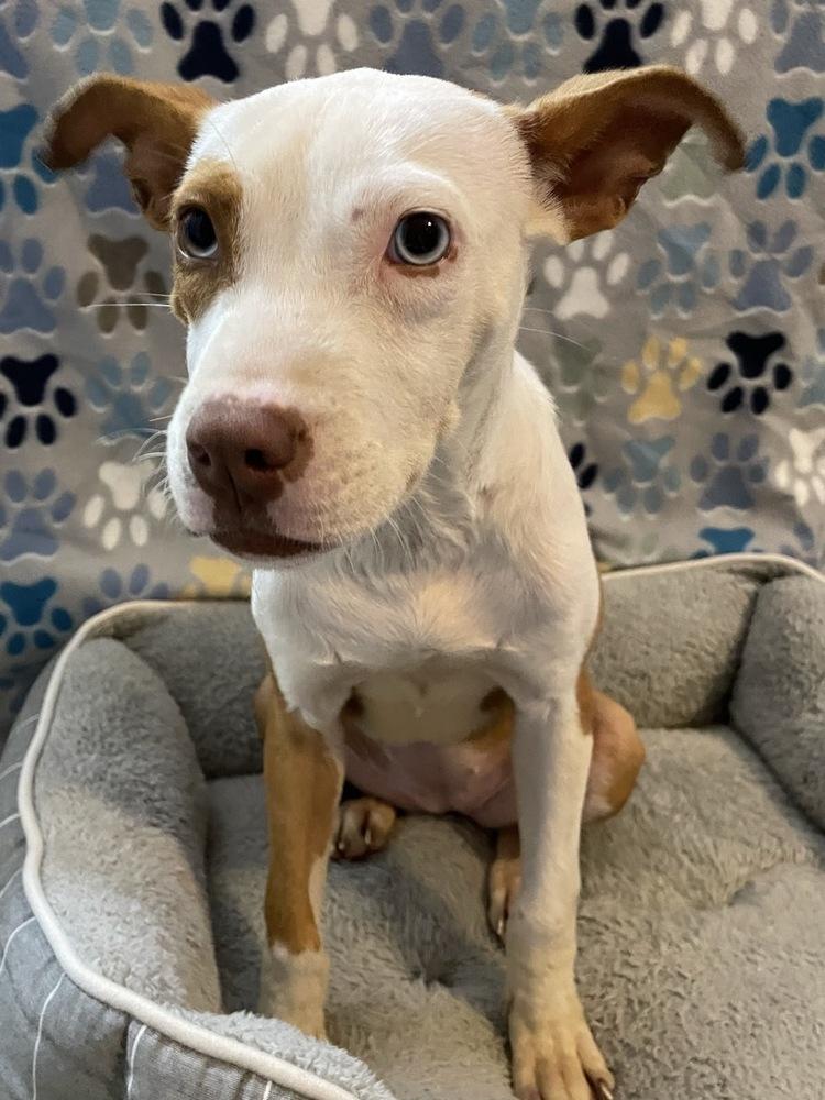 Enlarge Nani, a Adoptable mixed breed in Winter Garden, FL image 4/5