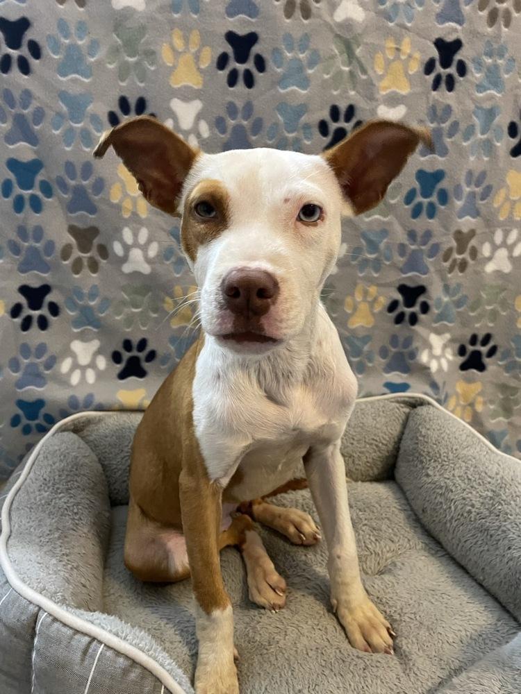 Enlarge Nani, a Adoptable mixed breed in Winter Garden, FL image 5/5