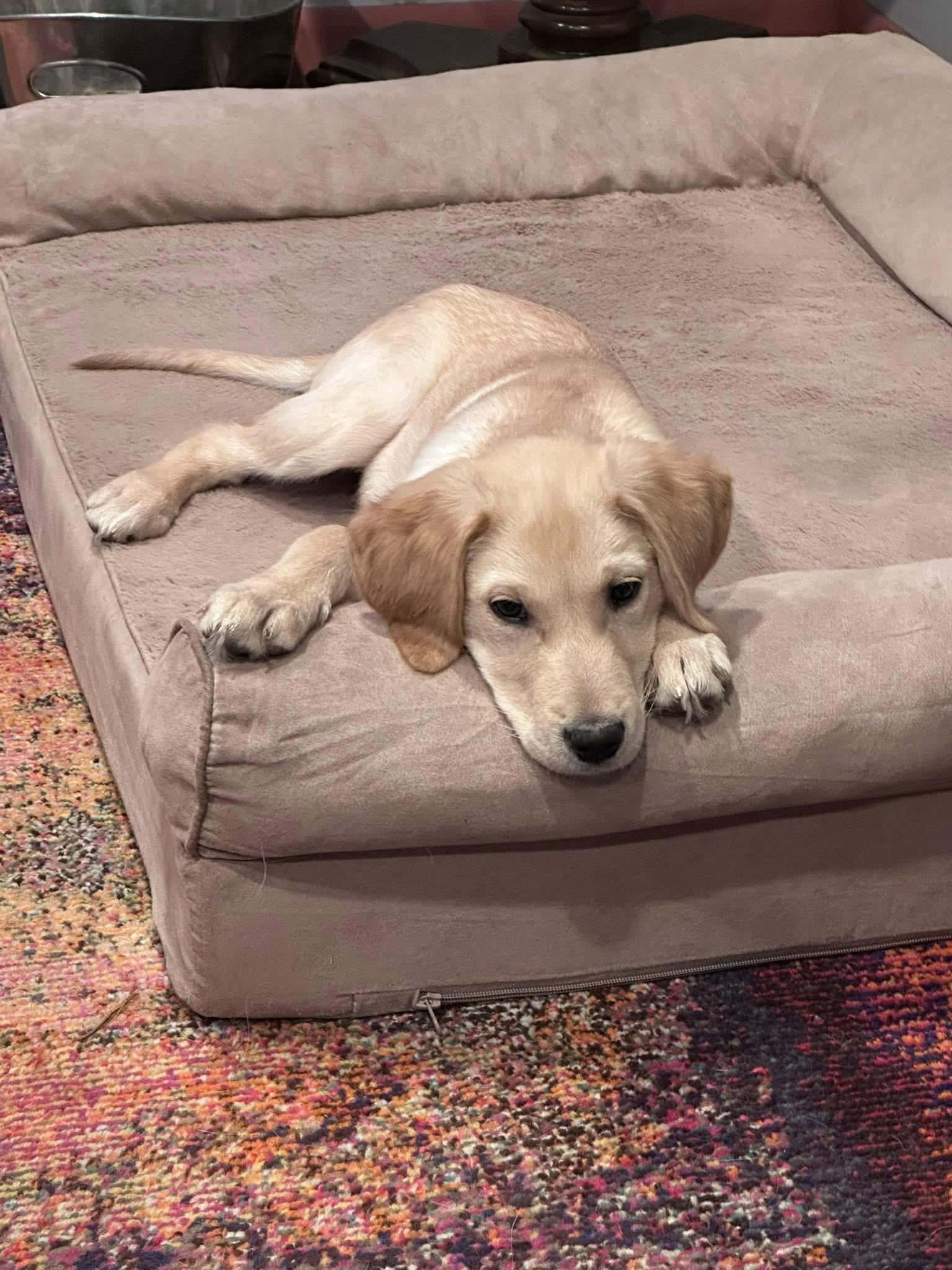 Enlarge Clifford, an adopted mixed breed in Dayton, OH image 3/5
