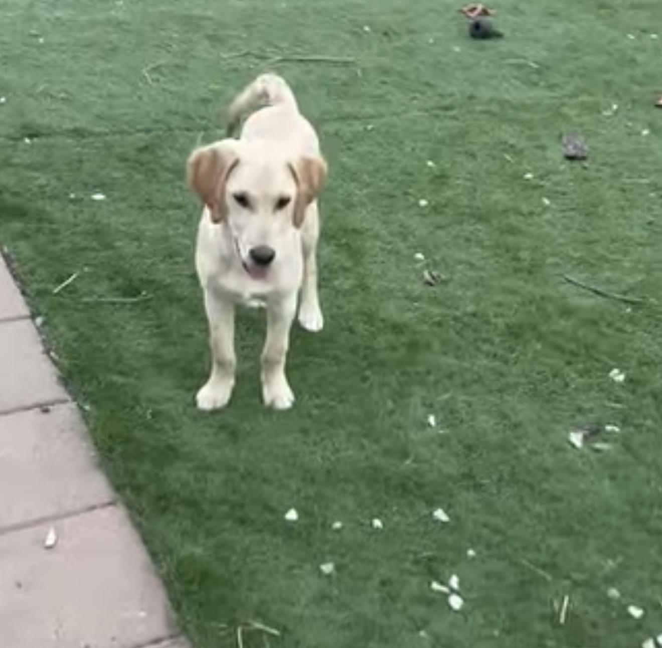 Clifford, adopted, Puppy Male Golden Retriever.