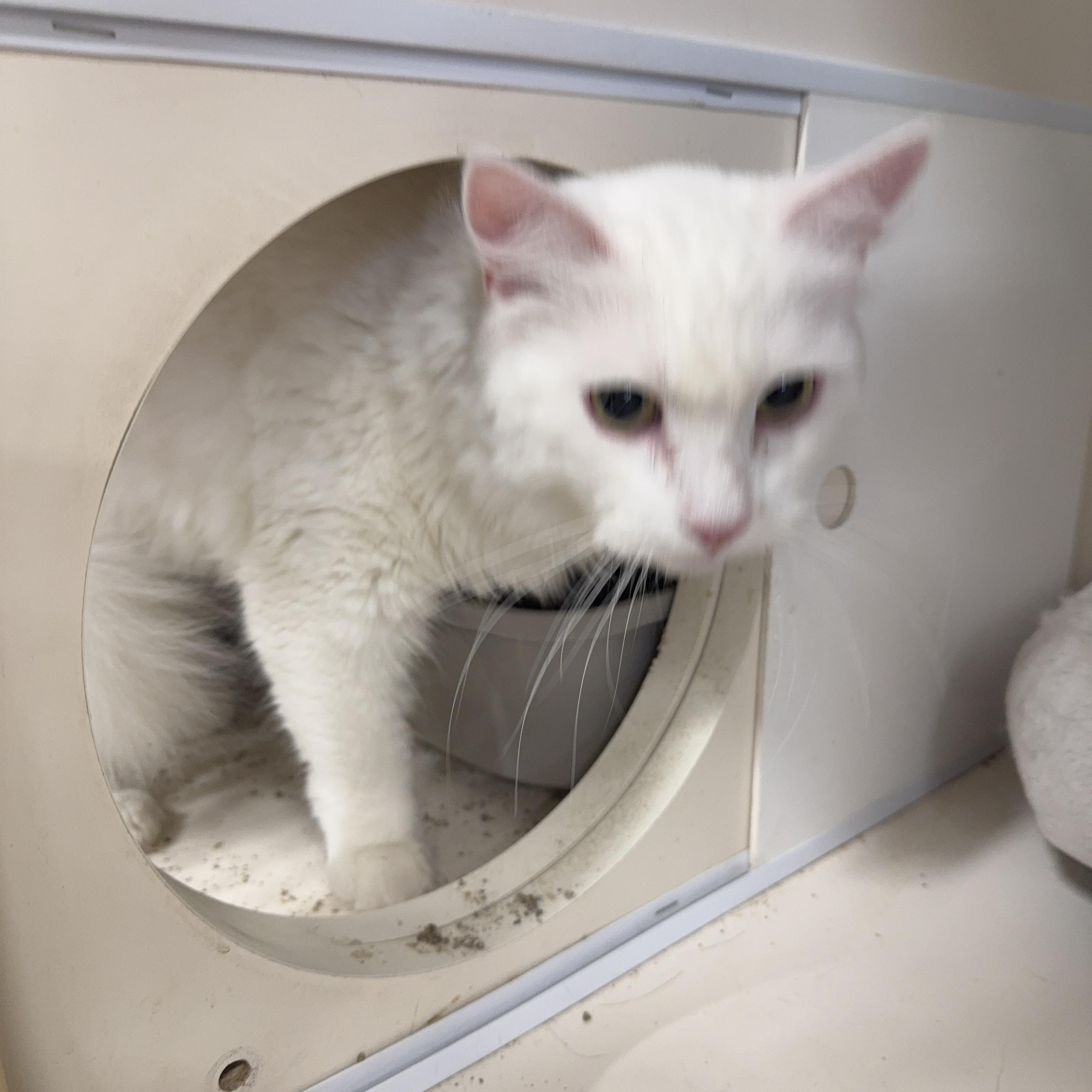 Enlarge Clyde, a ADOPTABLE Domestic Medium Hair in Las Vegas, NV image 1/1