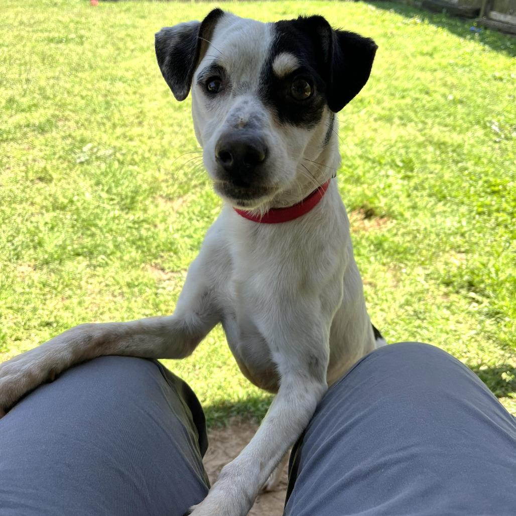 Enlarge Lott, a Adoptable mixed breed in Starkville, MS image 1/6