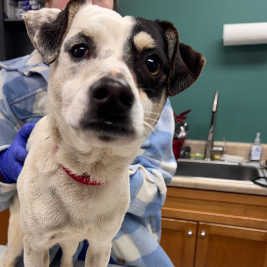 Enlarge Lott, a Adoptable mixed breed in Starkville, MS image 2/6